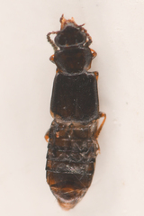 Phloeonomus