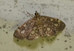 Anania tertialis
