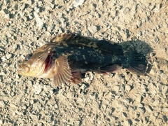 Sebastes rastrelliger