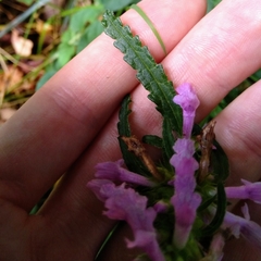 Betonica officinalis