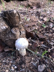 Agaricus evertens