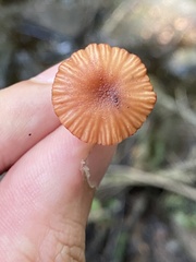 Laccaria striatula