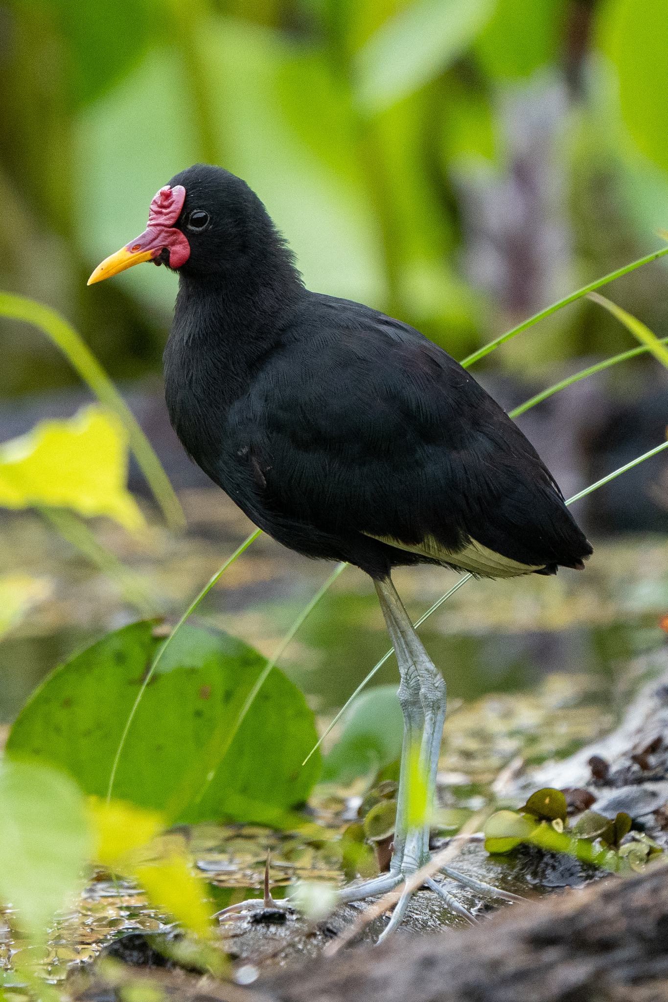 Wattled Jacana (Jacana jacana)