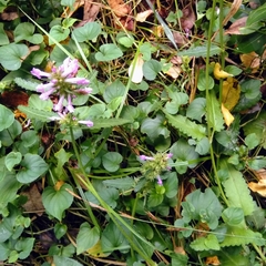 Betonica officinalis