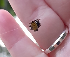 Gasteracantha cancriformis