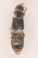Phloeonomus