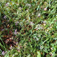 Betonica officinalis