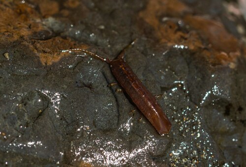 Blunt-tailed Isopod photo 2