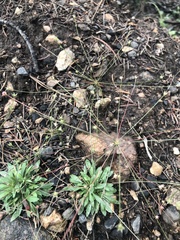 Androsace filiformis