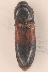 Ampedus pullus