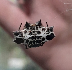 Gasteracantha cancriformis