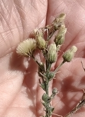 Erigeron bonariensis