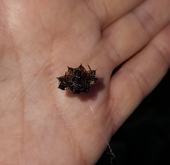 Gasteracantha cancriformis