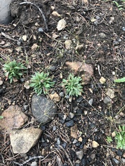 Androsace filiformis