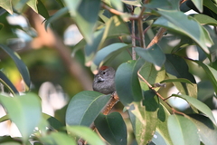 Synallaxis frontalis