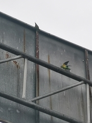 Brotogeris jugularis