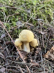 Gyroporus cyanescens