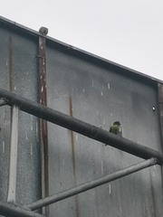 Brotogeris jugularis