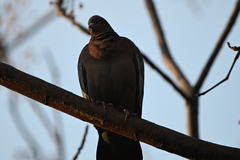 Patagioenas picazuro