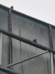 Brotogeris jugularis