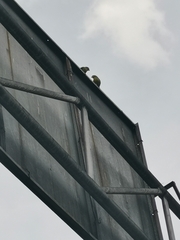 Brotogeris jugularis