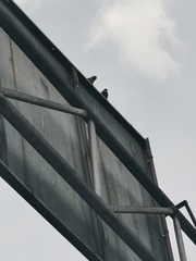 Brotogeris jugularis