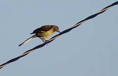Mimus polyglottos