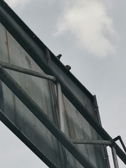 Brotogeris jugularis