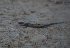 Plestiodon tetragrammus