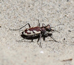Cicindela lengi