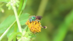 Augochloropsis ignita