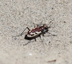 Cicindela lengi
