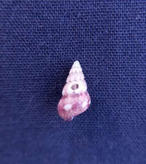 Leiopyrga lineolaris