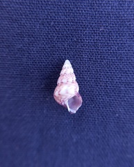 Leiopyrga lineolaris