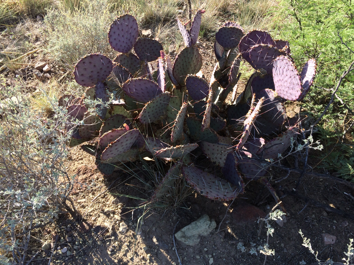 Opuntia macrocentra var. macrocentra