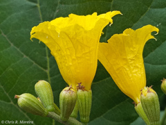 Cordia lutea