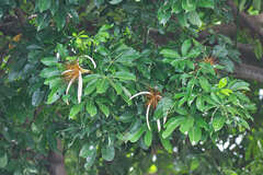 Pachira aquatica