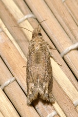 Pelochrista caecimaculana