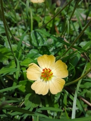 Kallstroemia rosei