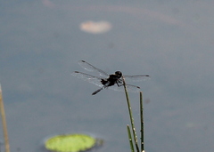 Celithemis martha