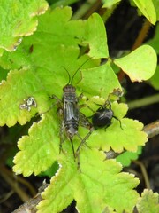 Allonemobius maculatus