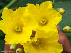 Cordia lutea