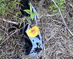 Solanum viarum