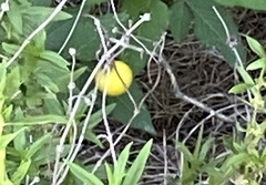 Solanum viarum
