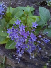 Trachelium caeruleum