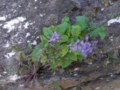 Trachelium caeruleum