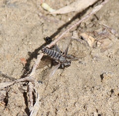 Lasiopogon quadrivittatus