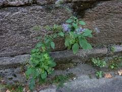 Trachelium caeruleum