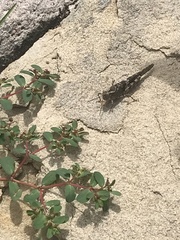 Trimerotropis pallidipennis