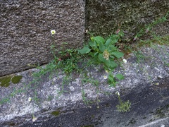 Trachelium caeruleum